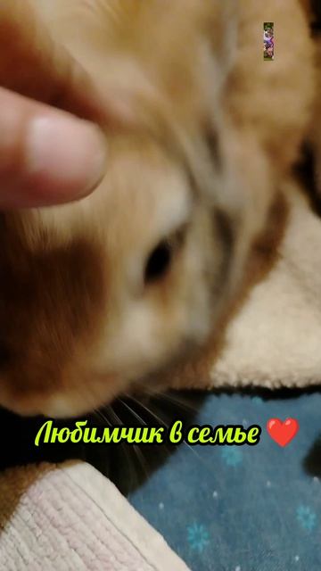 Уши прям вертолёт