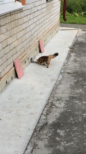 Сибирские котята от питомника Fulfilled Desire