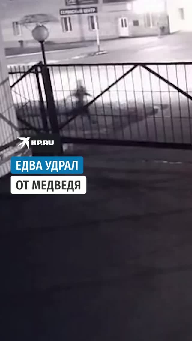 В Магадане медведь устроил погоню за человеком