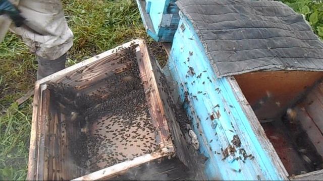 Пересаживаю пойманный рой 20