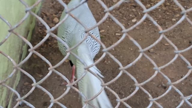 Казанский зооботанический сад. Часть 1