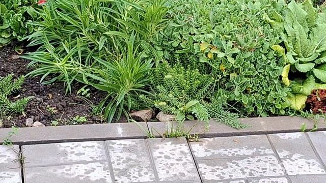 Наши 8,4 сотки 🏡 Мешает сегодня  дождь 🌧высаживать новые растения☘️🌱🌿