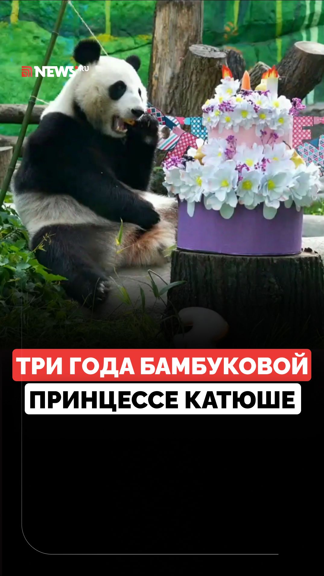 Бамбуковый торт и танцы дракона: панда Катюша отпраздновала день рождения в Московском зоопарке