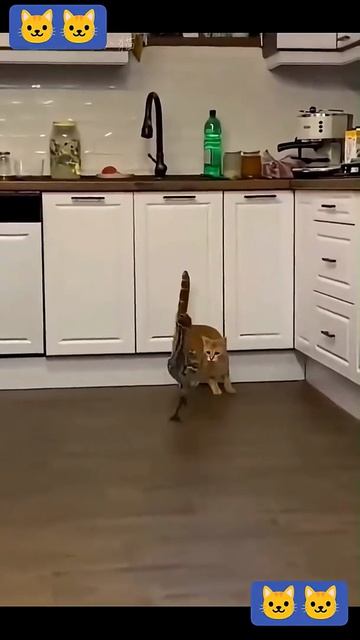 Коты снова в деле