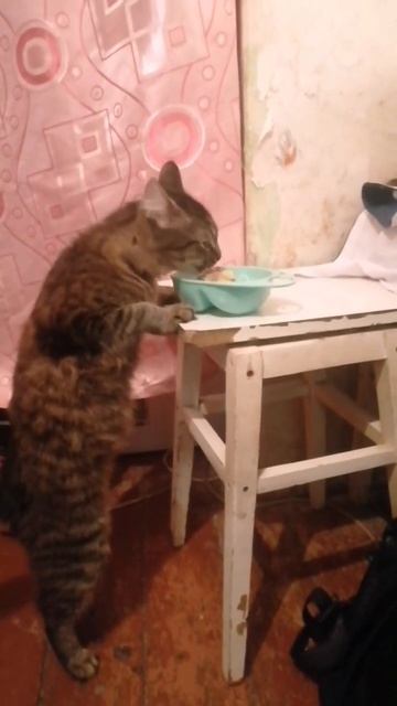 киса киса мял