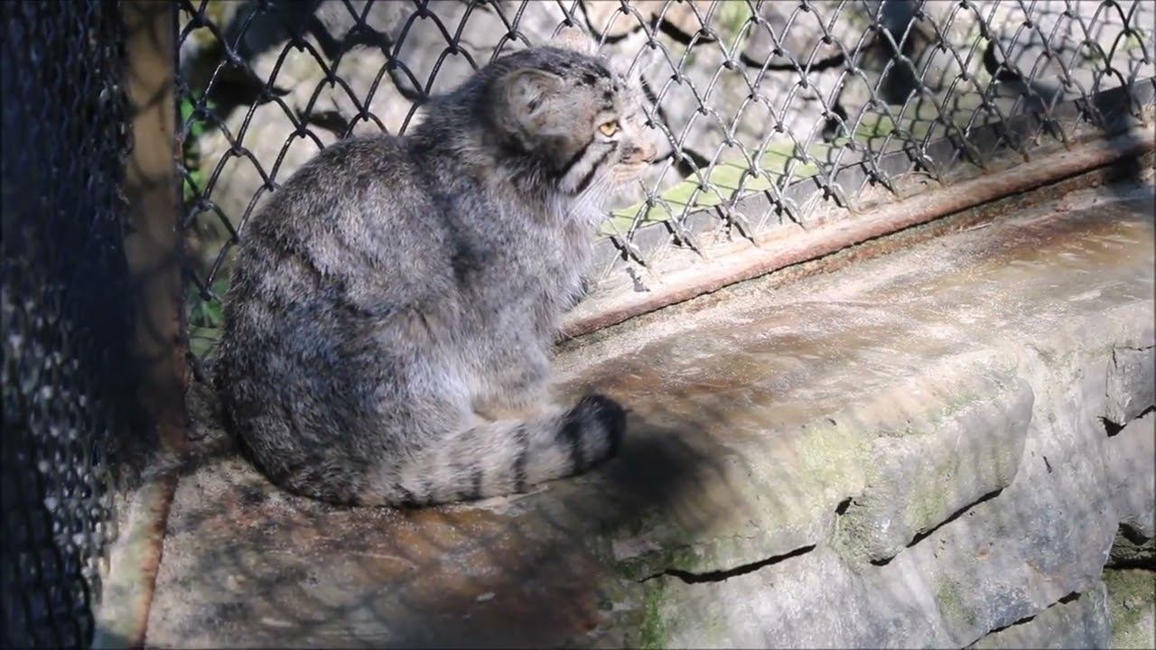 Котята манулов Лоло и Евы 24.08.2026