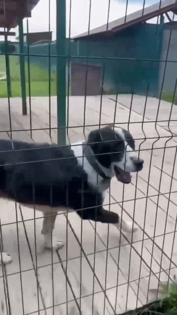 Дружные мишки САО Ник и Герда 7ЮПост в описании  dog алабай собака сао любовь