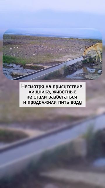 Неожиданная встреча у водопоя