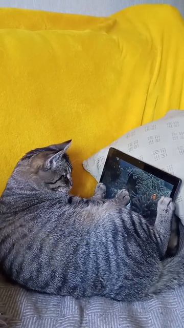 У кота появился планшет