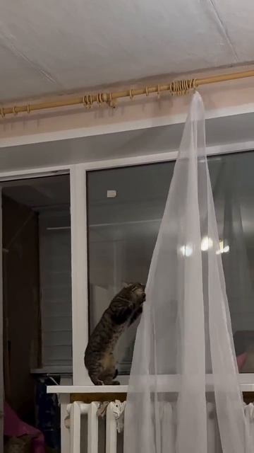 Помощник по дому