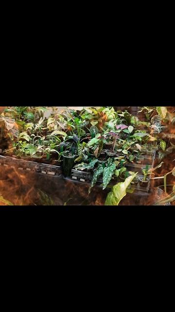 Хороший маркет вайб дриадский growbox