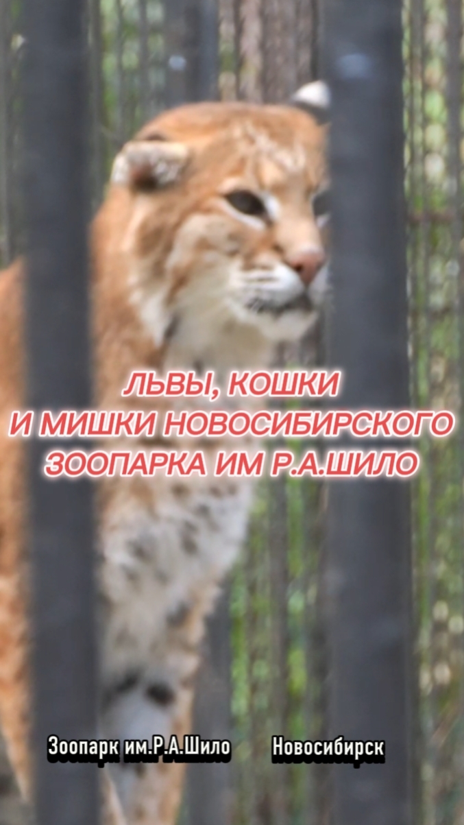 Идём дальше, по зоопарку 🐼