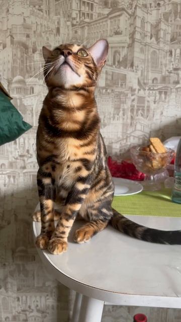Бенгальская кошка, Лия разговаривает