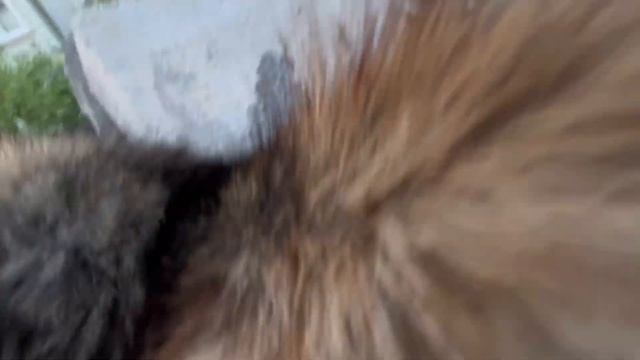 К нам пришли женихи, свадьбы не будет !