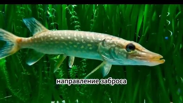 Делая это, вы никогда не поймаете щуку!