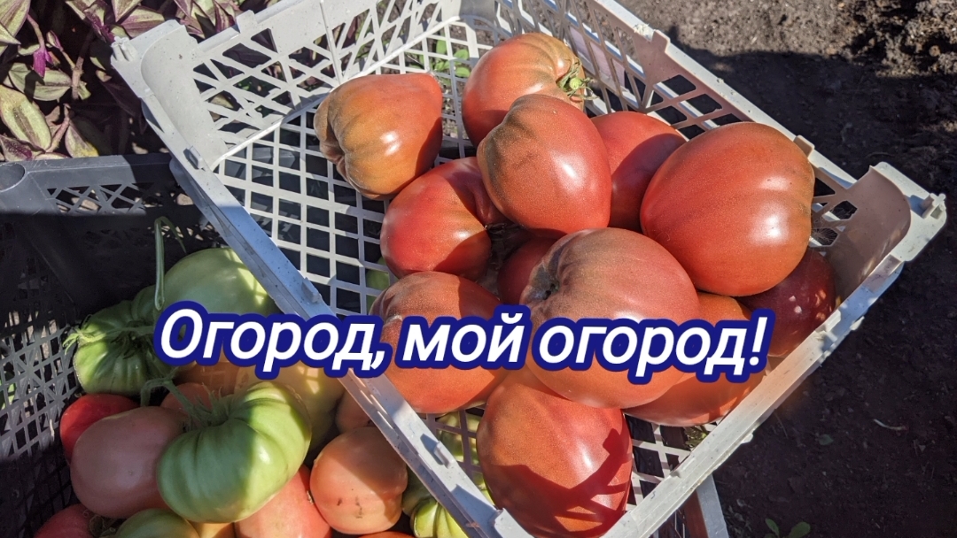 Август! Как же я люблю это время!