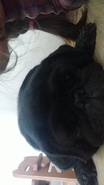 РИЧ🐶🐶🐶🐶🐶
