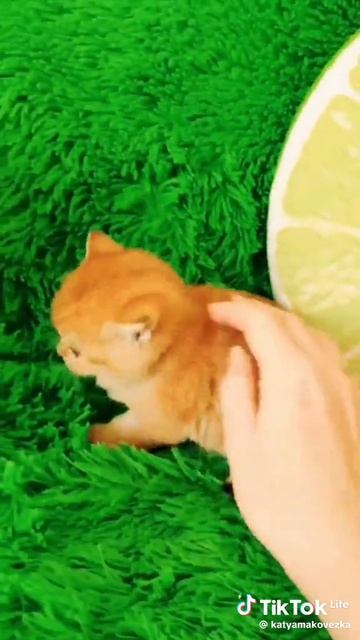 °🥺😺😺😺