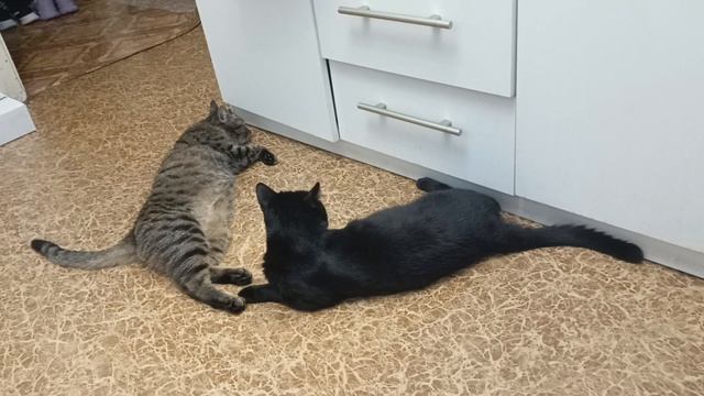 Киськи Жужа и Миша