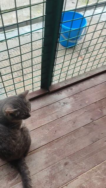 бедный Пакслюша😿🙀 лейкоз котов😿 возьми кота🙏🙏😻🫯милый кот милый😻❤️🙏 всем любви🙏❤️