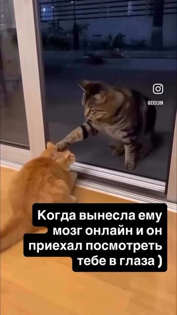 телеграм и реальность чек