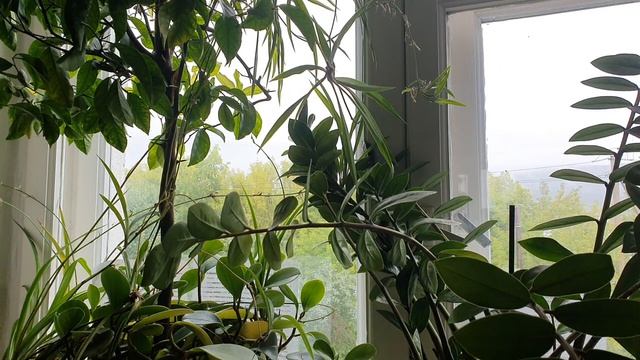 Сыну