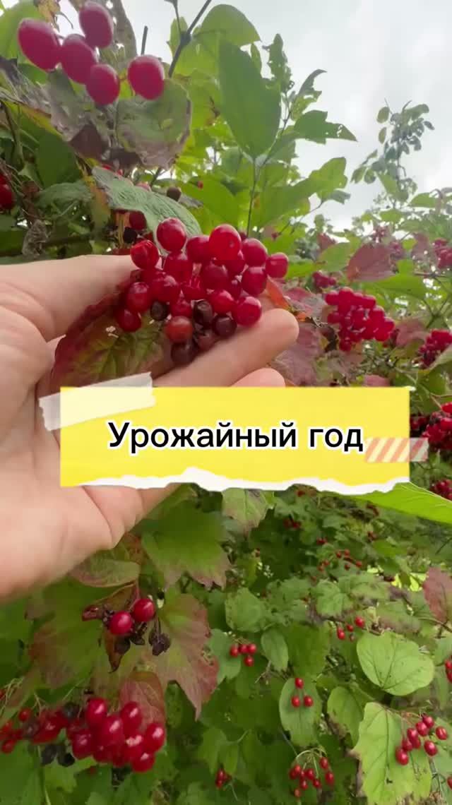 Урожайный год в Беларуси