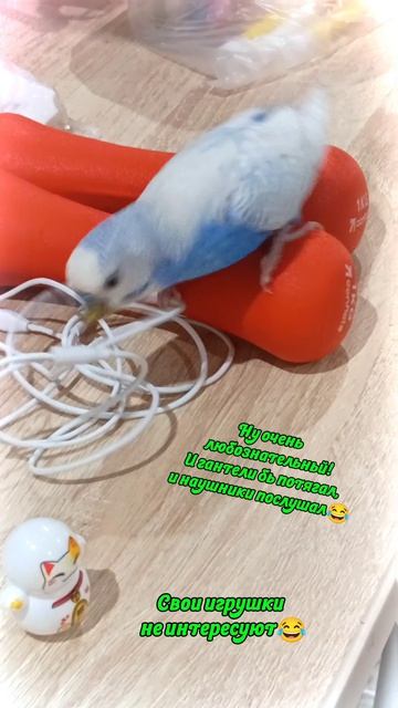 Ну очень любознательный