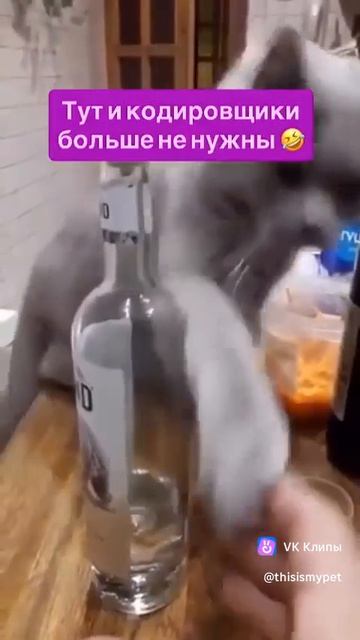 Кот противник алкоголя