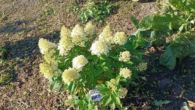 Гортензии в моем саду, серия Пан и другие. Часьь 2