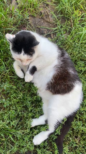 Без кота и жизнь не та🐱