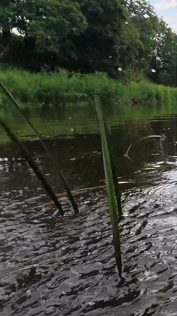 Вот за таким голавлём мы едем на рыбалку  #shorts #chub #fishing #рыбалка #jackall #голавль #fish