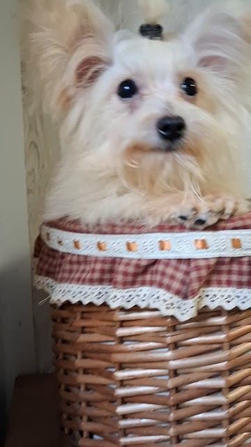Мальчик Мальтипу 5 мес