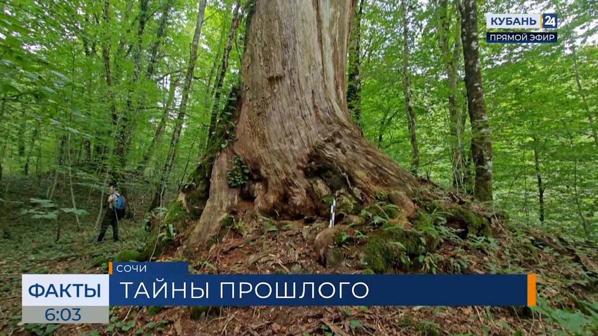 Сочинский нацпарк провел экспедицию в священную рощу Хан‑Кучий