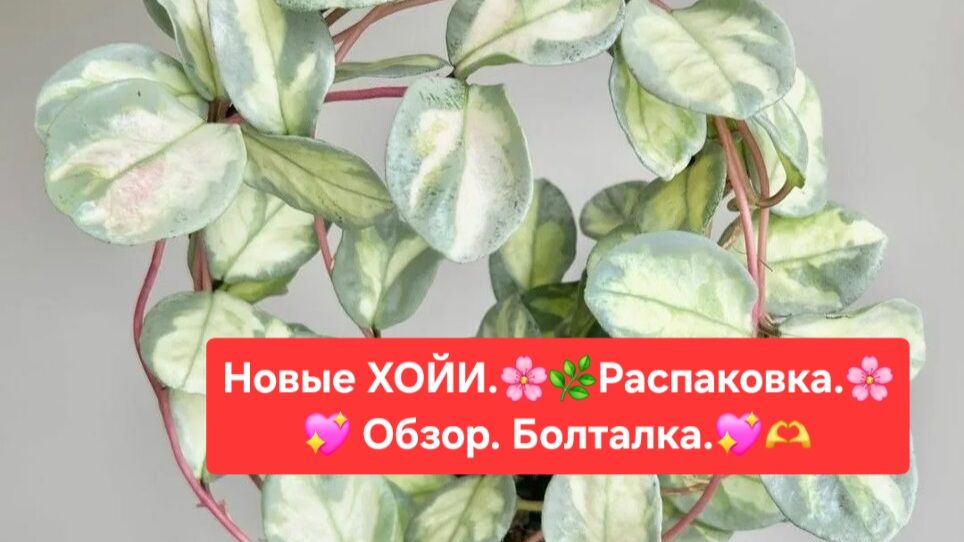 Новые ХОЙИ.🌷 Распаковка.🎁 Обзор🌼Болталка.😉🌸