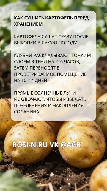 Как сушить картофель перед хранением