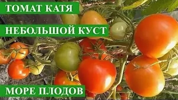 ПОМИДОРА   ЧТО С НИМИ ДЕЛАТЬ? Собираю СЕМЕНА ПЕРЦА