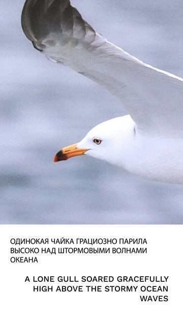 Чайка