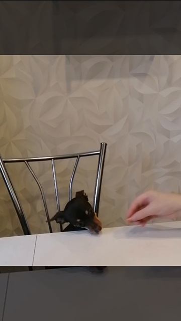 Наша Боня обедает!