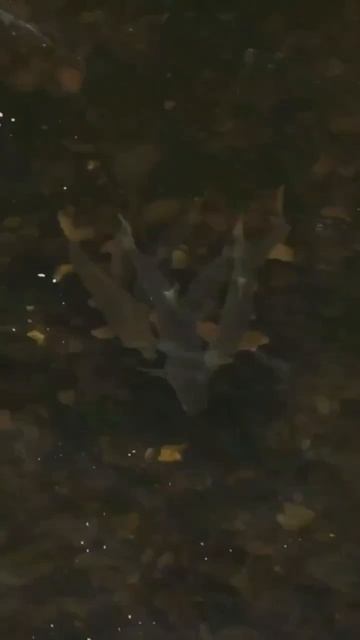 Рыбалка на поплавок, как одельный вид искусства 😍