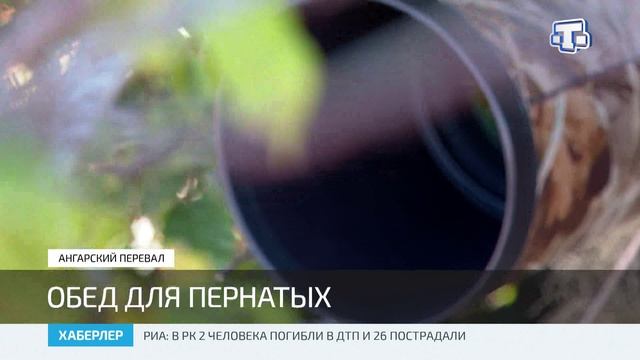 В Крыму приступили к подкормке краснокнижных черных грифов и белоголовых сипов
