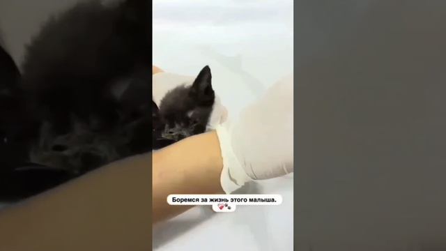 Лечение напоказ ради донатов и куда потом исчезают животные