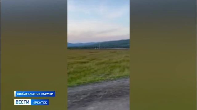 Поголовье бурых медведей в Иркутской области превышает установленный норматив