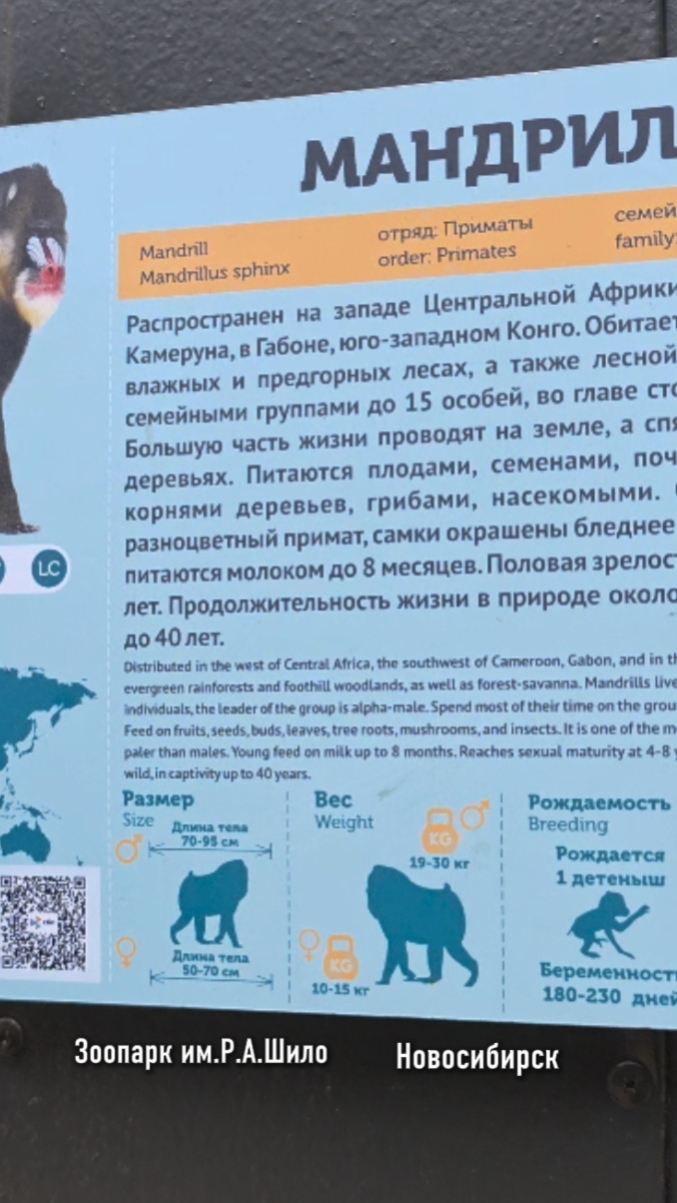 Обезьянки в новосибирском зоопарке