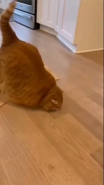 Стремимся к стабильности #видео #котики #личность #любовь