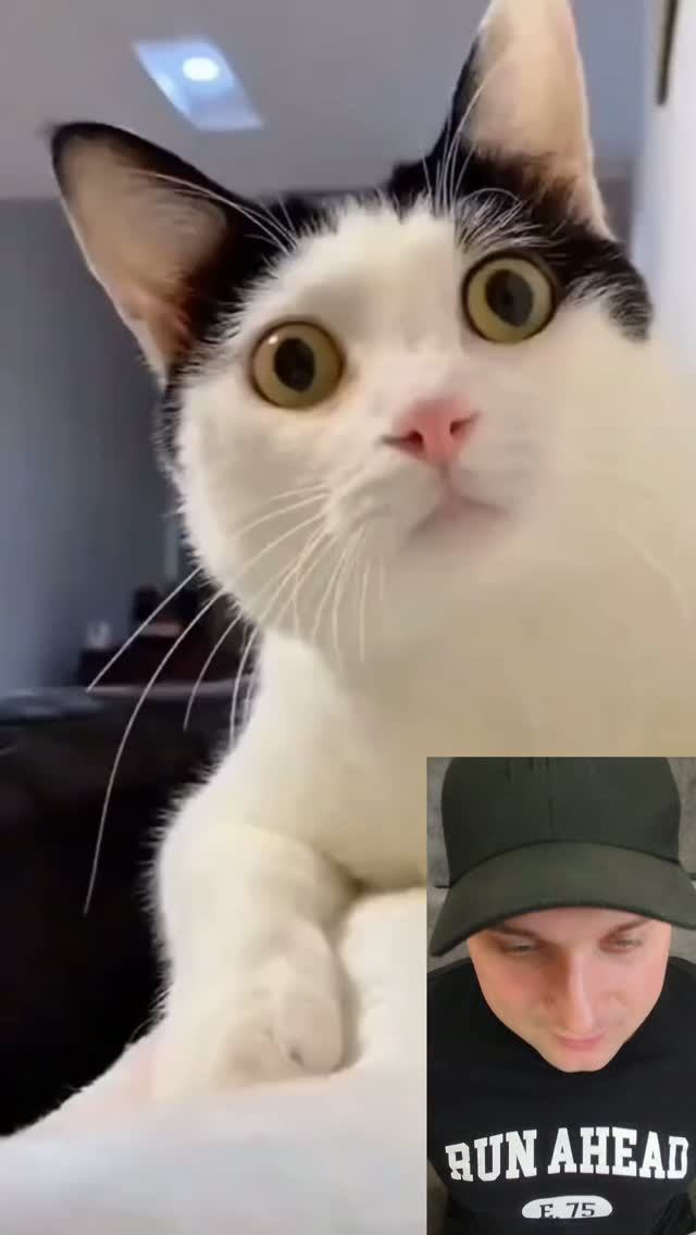Милые котики.