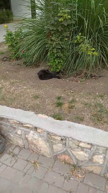 Котейка!Красивый котя!
