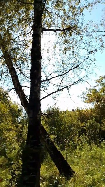 Когда ты в лесу