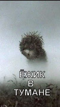 Ёжик в тумане