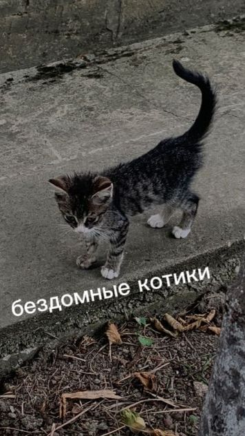 Бездомные котики 